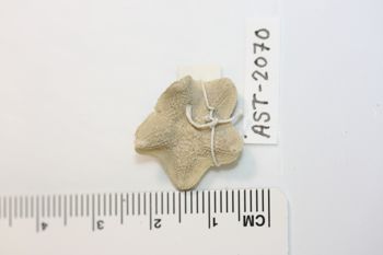 Media type: image;   Invertebrate Zoology AST-2070 Description: Preserved specimen.;